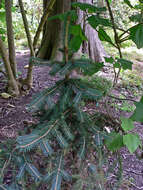 Image of Chihuahua Spruce