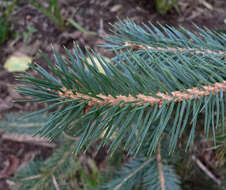 Image of Chihuahua Spruce