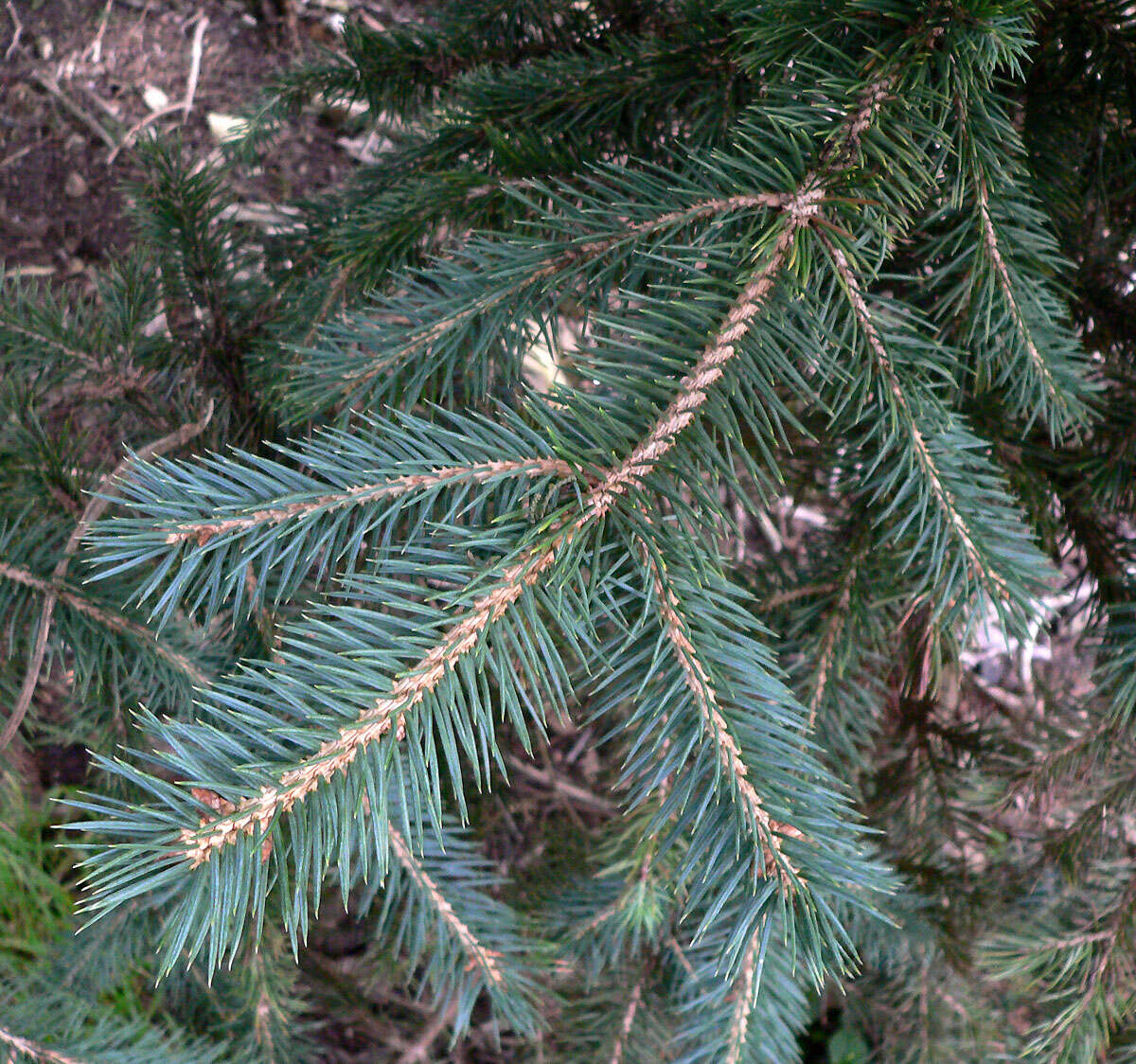 Image of Chihuahua Spruce