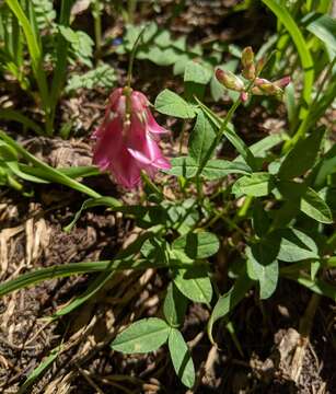 Image of <i>Trifolium brandegeei</i>