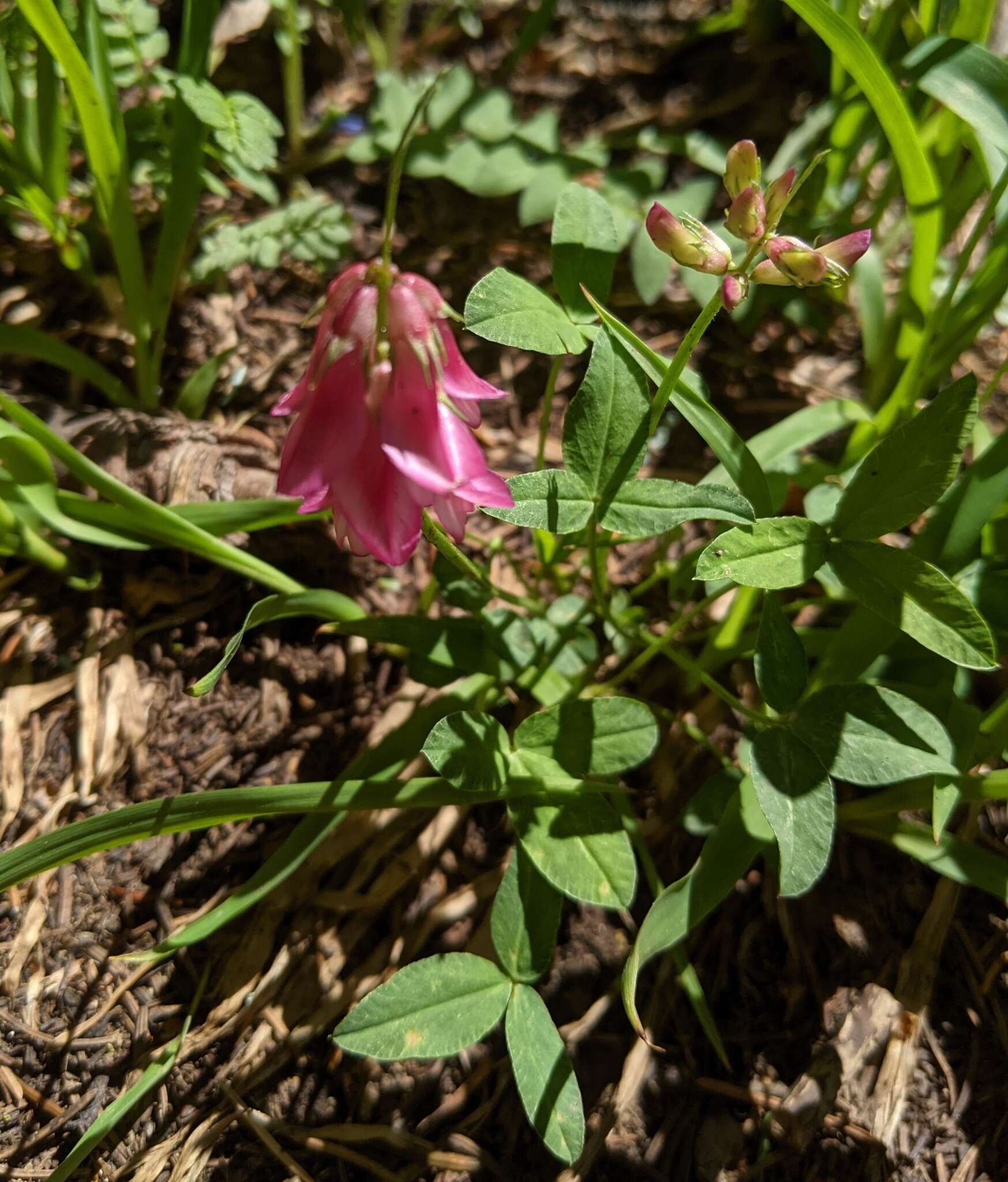 Image de <i>Trifolium brandegeei</i>