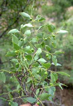 Image of Celtis planchoniana K. I. Christensen