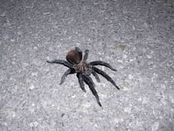 Image of Texas Tan Tarantula