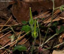 Imagem de Geranium seemannii Peyr.