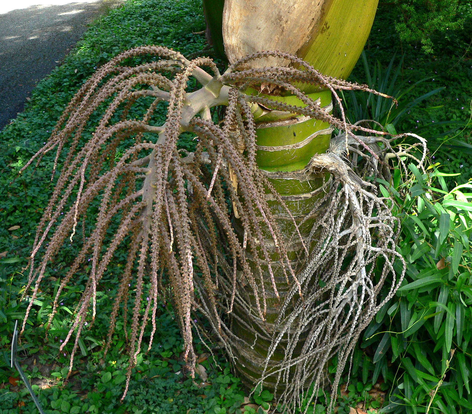 Image of Rhopalostylis baueri (Hook. fil.) H. Wendl. & Drude