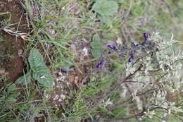 Image de Salvia nana Kunth