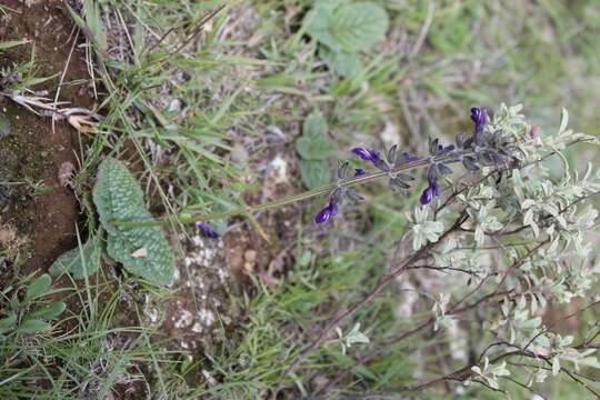 Image de Salvia nana Kunth