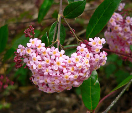 صورة <i>Rogiera amoena</i> Planch.