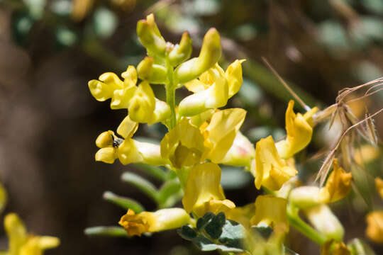 Sivun Astragalus douglasii var. parishii (A. Gray) M. E. Jones kuva