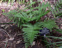 Image de Dryopteris erythrosora (D. C. Eat.) O. Kuntze