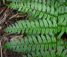 Image of Autumn fern