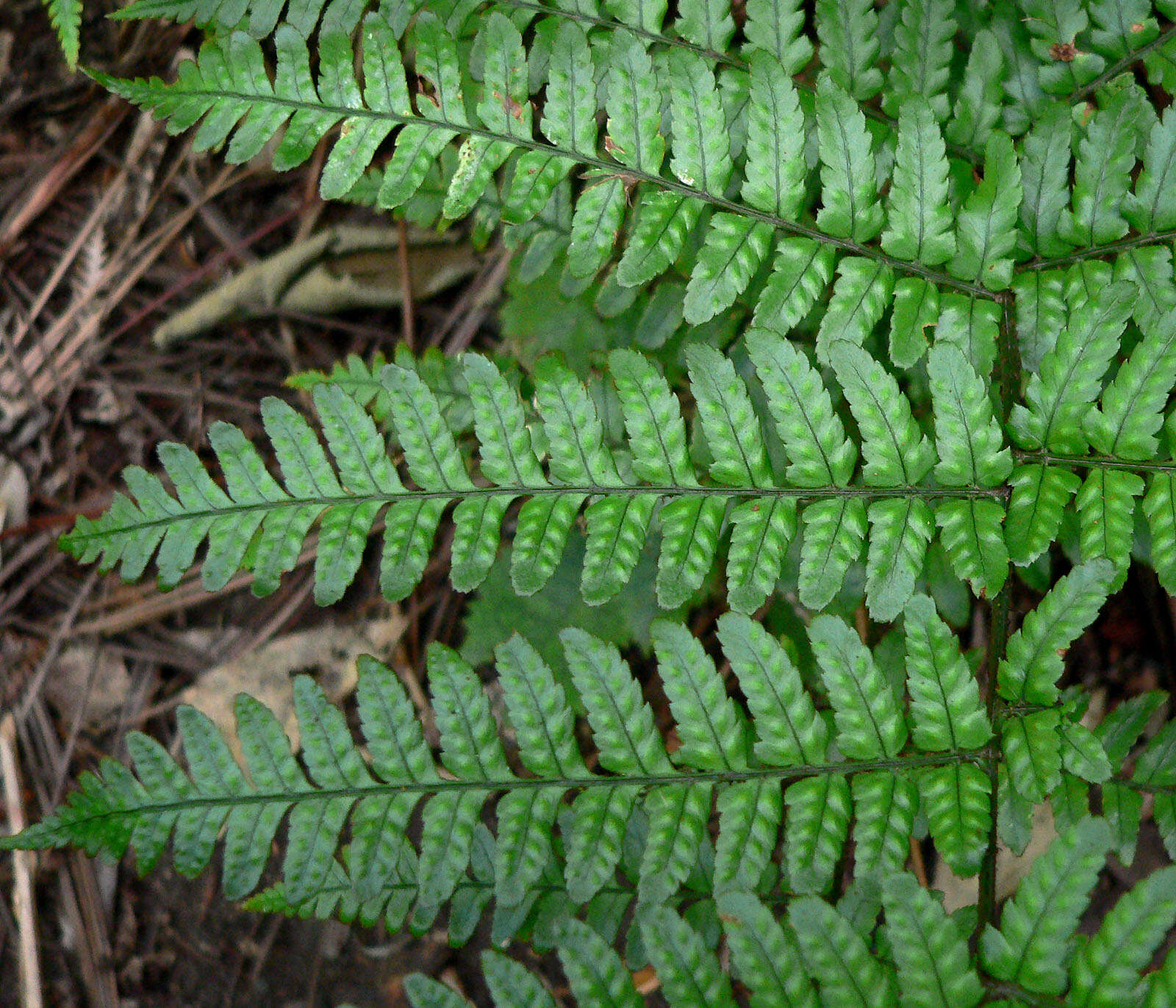 Image de Dryopteris erythrosora (D. C. Eat.) O. Kuntze