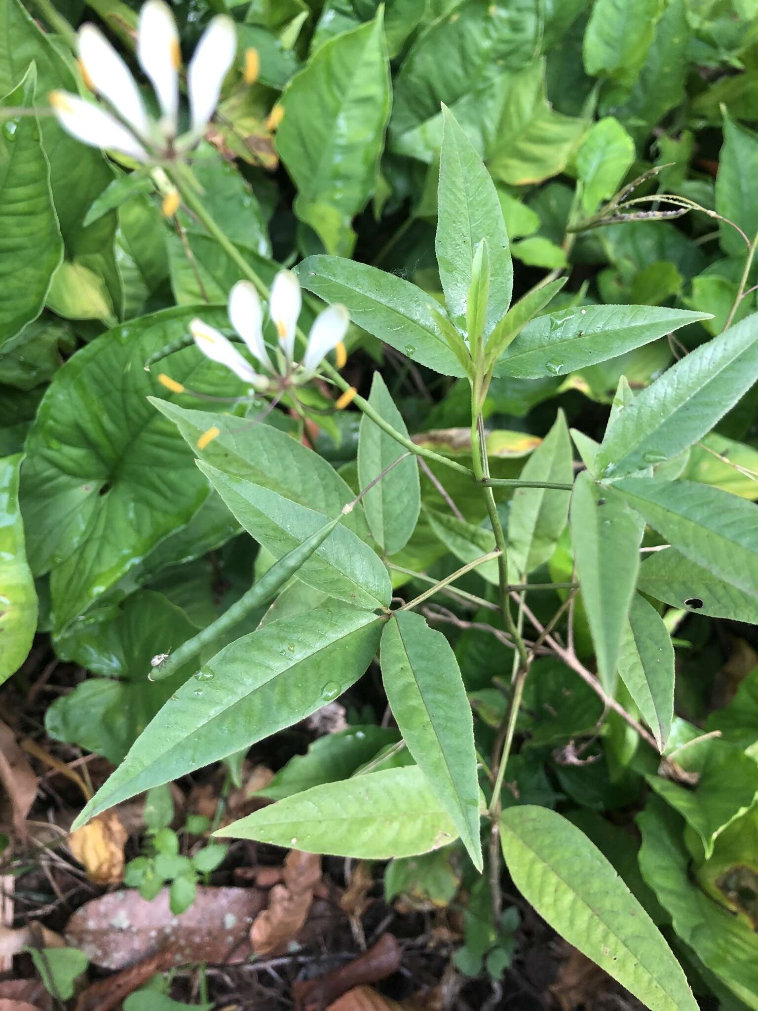 Image of toothed spiderflower