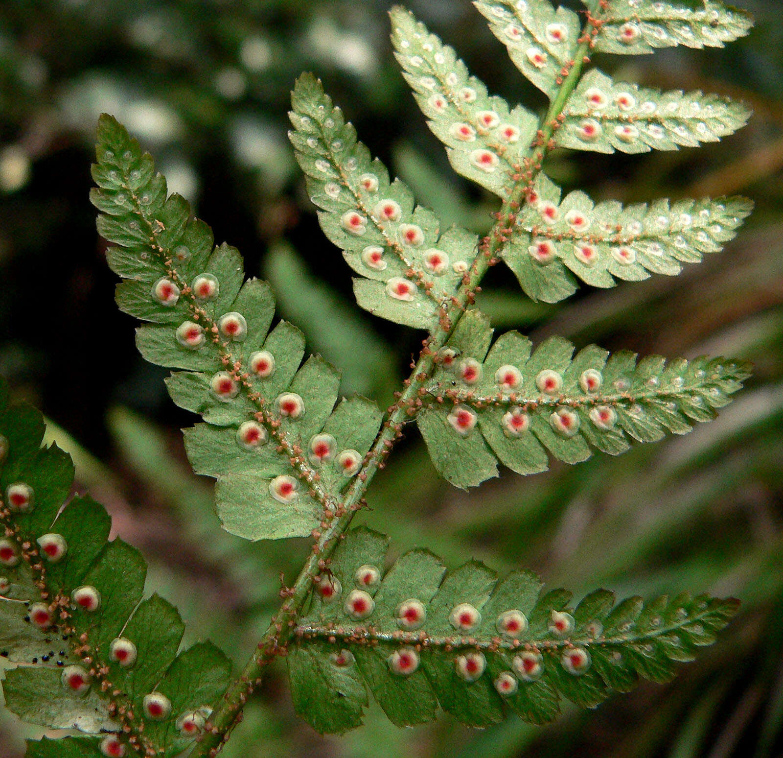 Image de Dryopteris erythrosora (D. C. Eat.) O. Kuntze