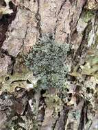 Image of shield lichen