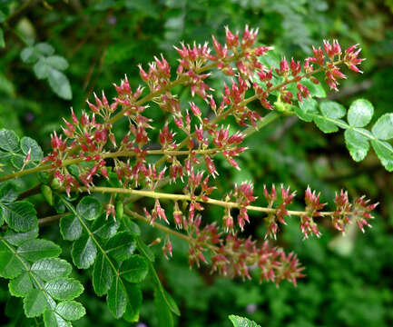 Imagem de <i>Weinmannia pinnata</i> L.