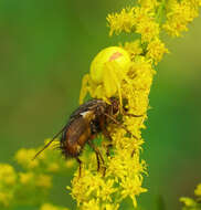 Image of Flower Crab Spiders