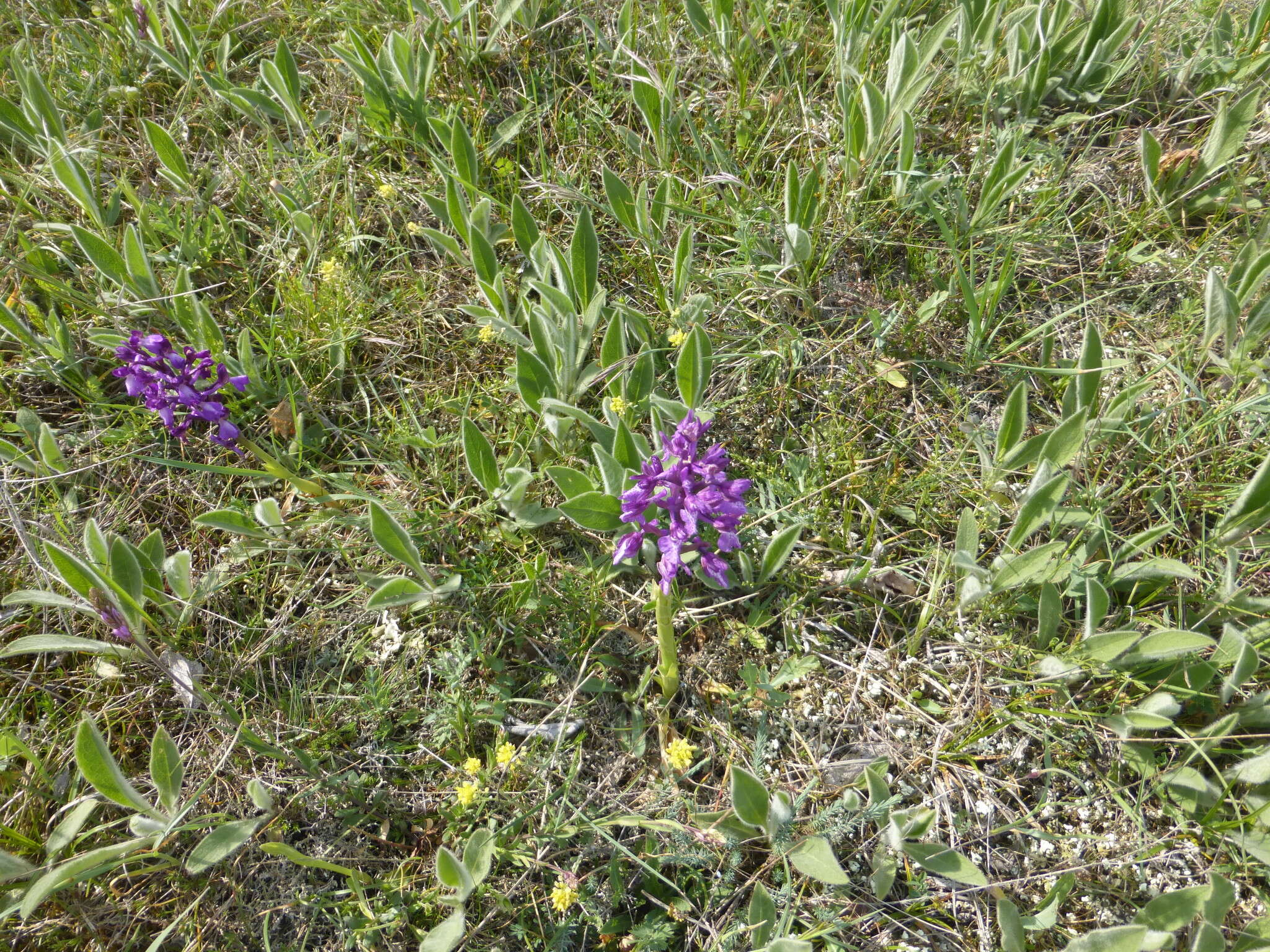 Anacamptis morio subsp. caucasica (K. Koch) H. Kretzschmar, Eccarius & H. Dietr. resmi