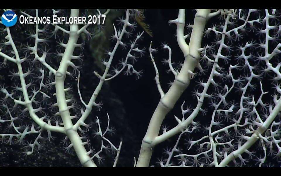 Image of bamboo corals