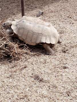 Plancia ëd Centrochelys