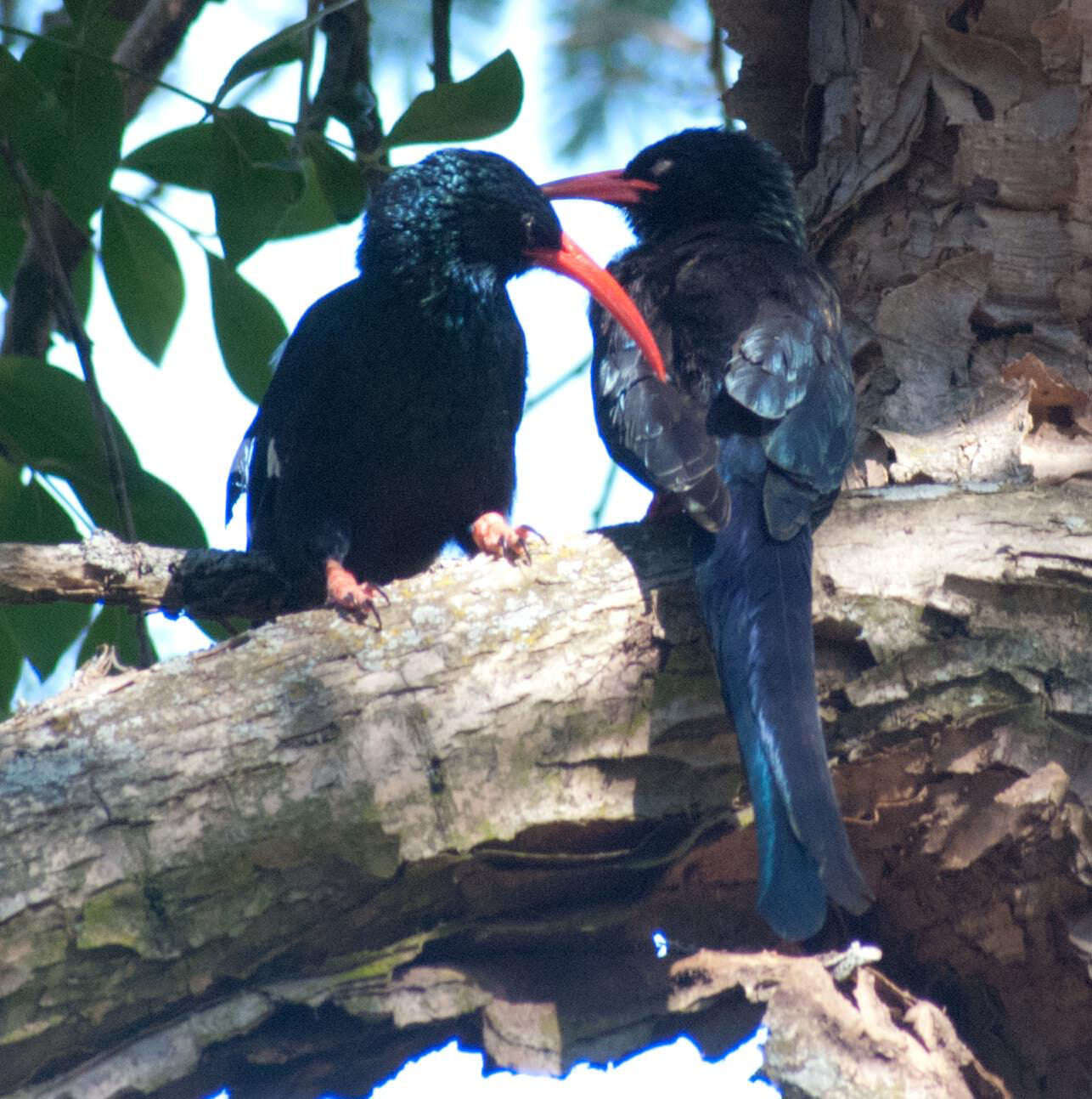 Imagem de Phoeniculus purpureus marwitzi (Reichenow 1906)