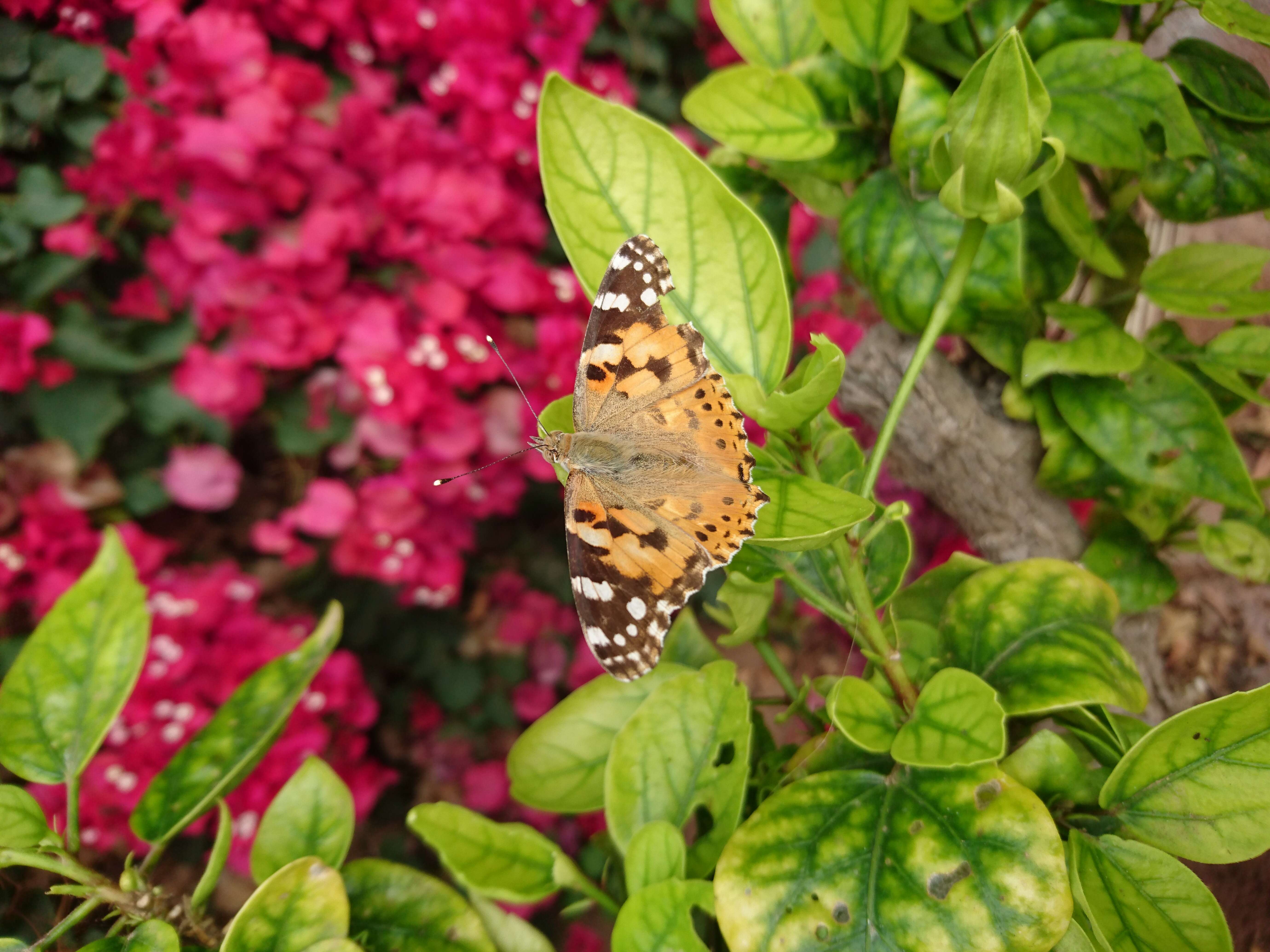 Image of Vanessa cardui