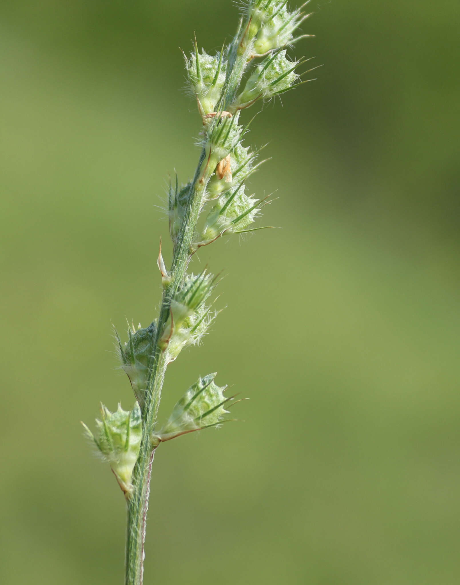 Onobrychis dielsii (Sirj.) Vassilcz.的圖片