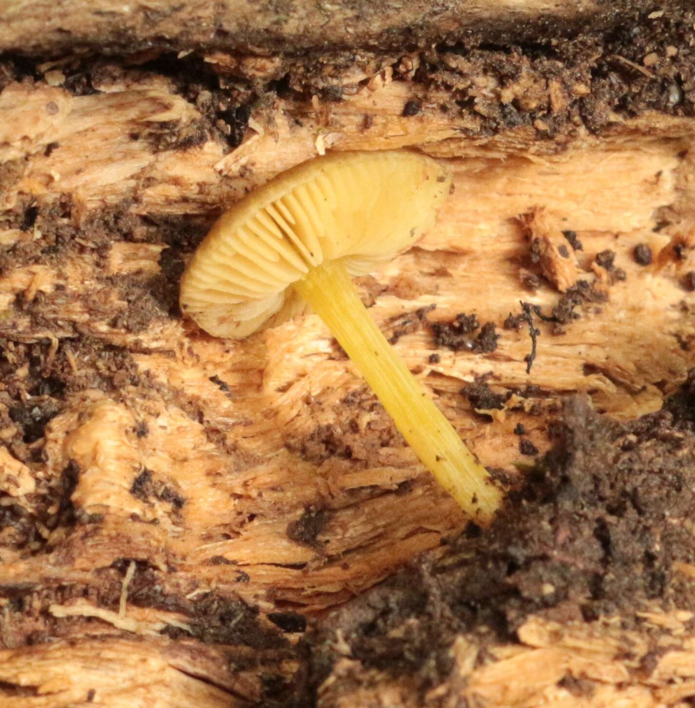 Image of Pluteus pauperculus E. Horak 2008