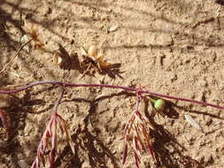 Слика од Ipomoea coptica (L.) Roth