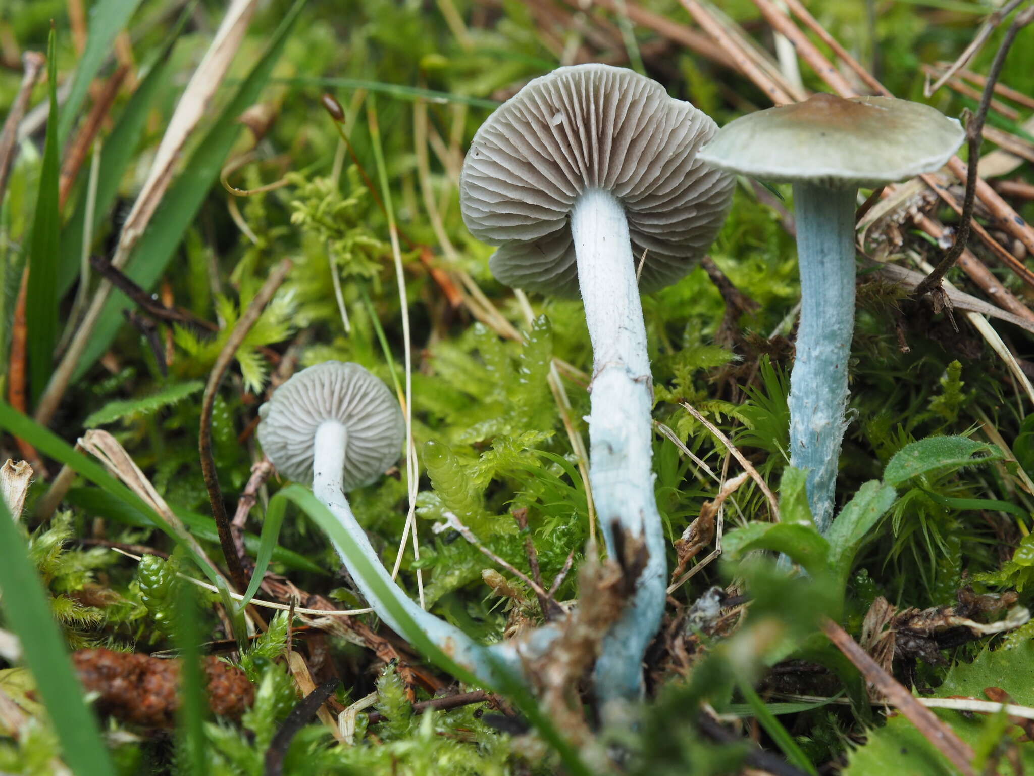 Image of Stropharia pseudocyanea (Desm.) Morgan 1908