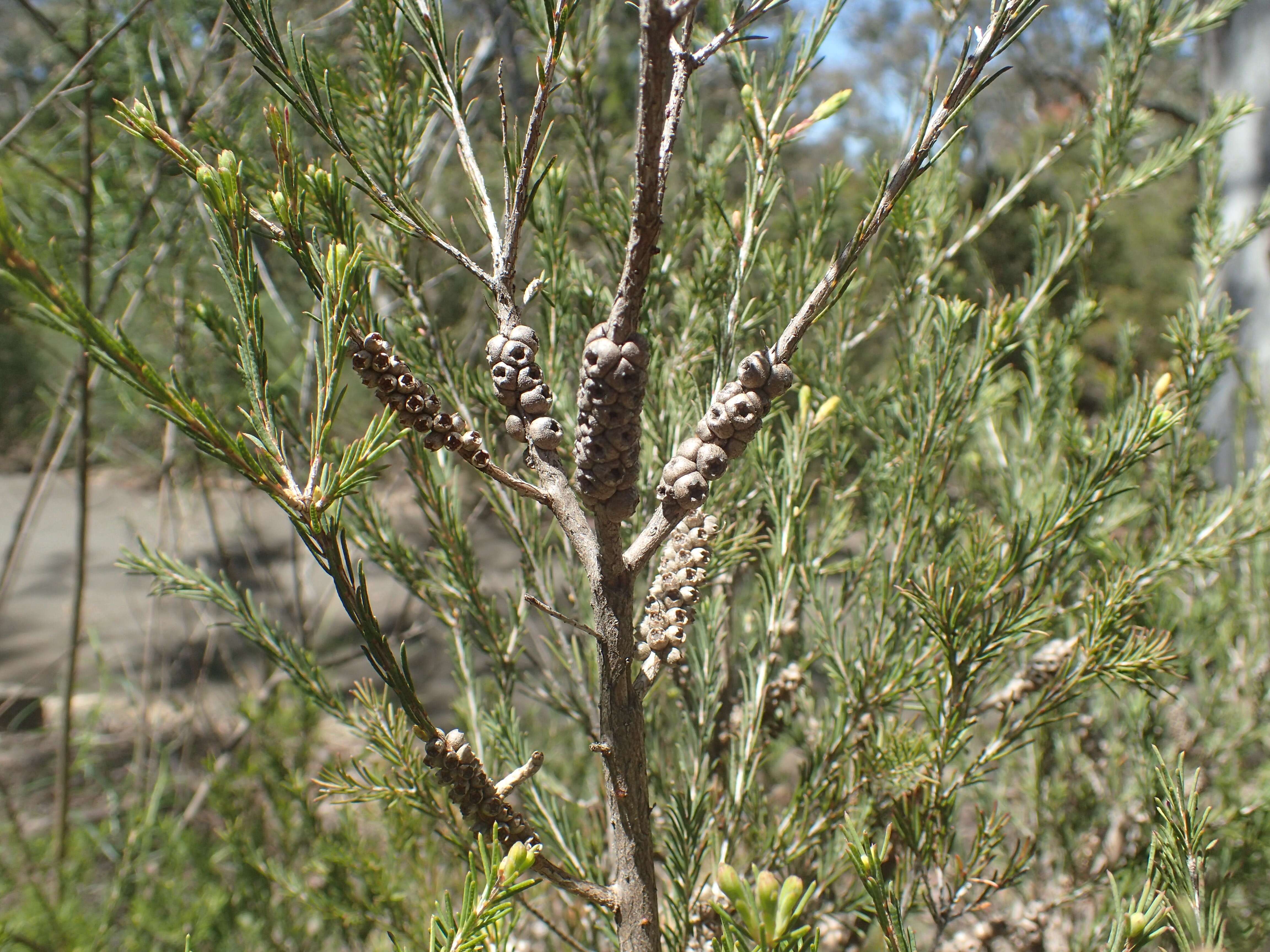 Image of Melaleuca diosmatifolia Dum.-Cours.