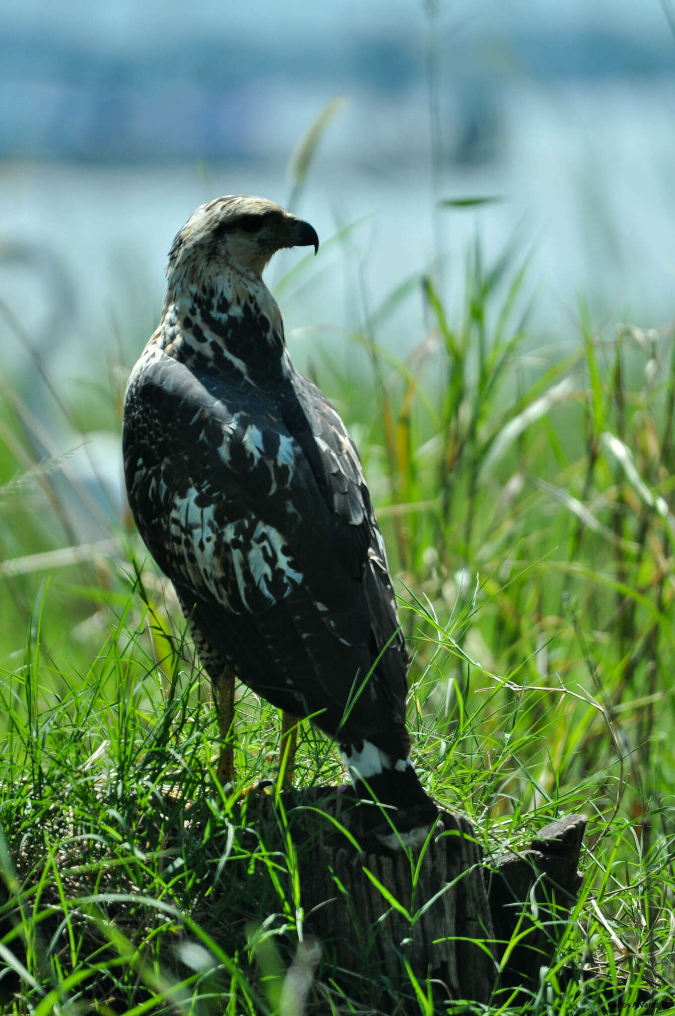 Imagem de Gavião-preto