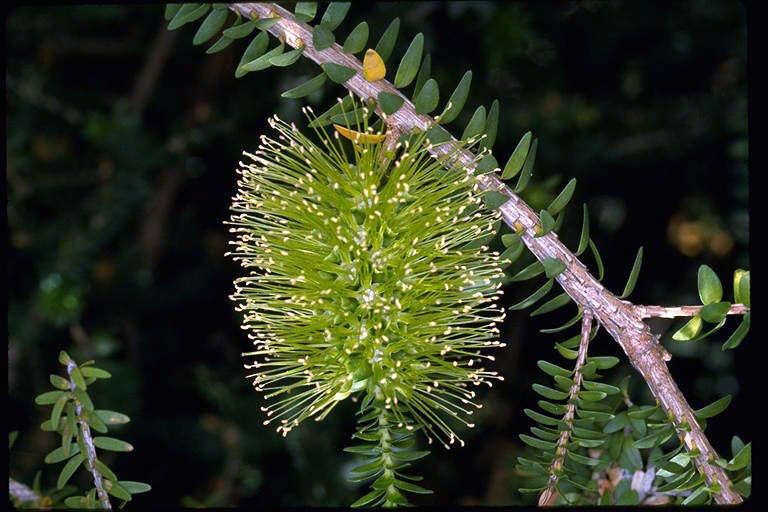 Image of dotted melaleuca