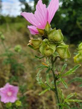 Imagem de Malva excisa Rchb.