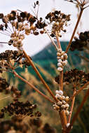 Image of Maritime gardensnail