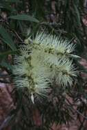 Sivun Melaleuca fluviatilis B. A. Barlow kuva