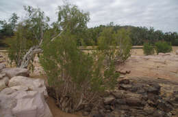 Sivun Melaleuca fluviatilis B. A. Barlow kuva