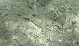 Image of Half-bridled goby