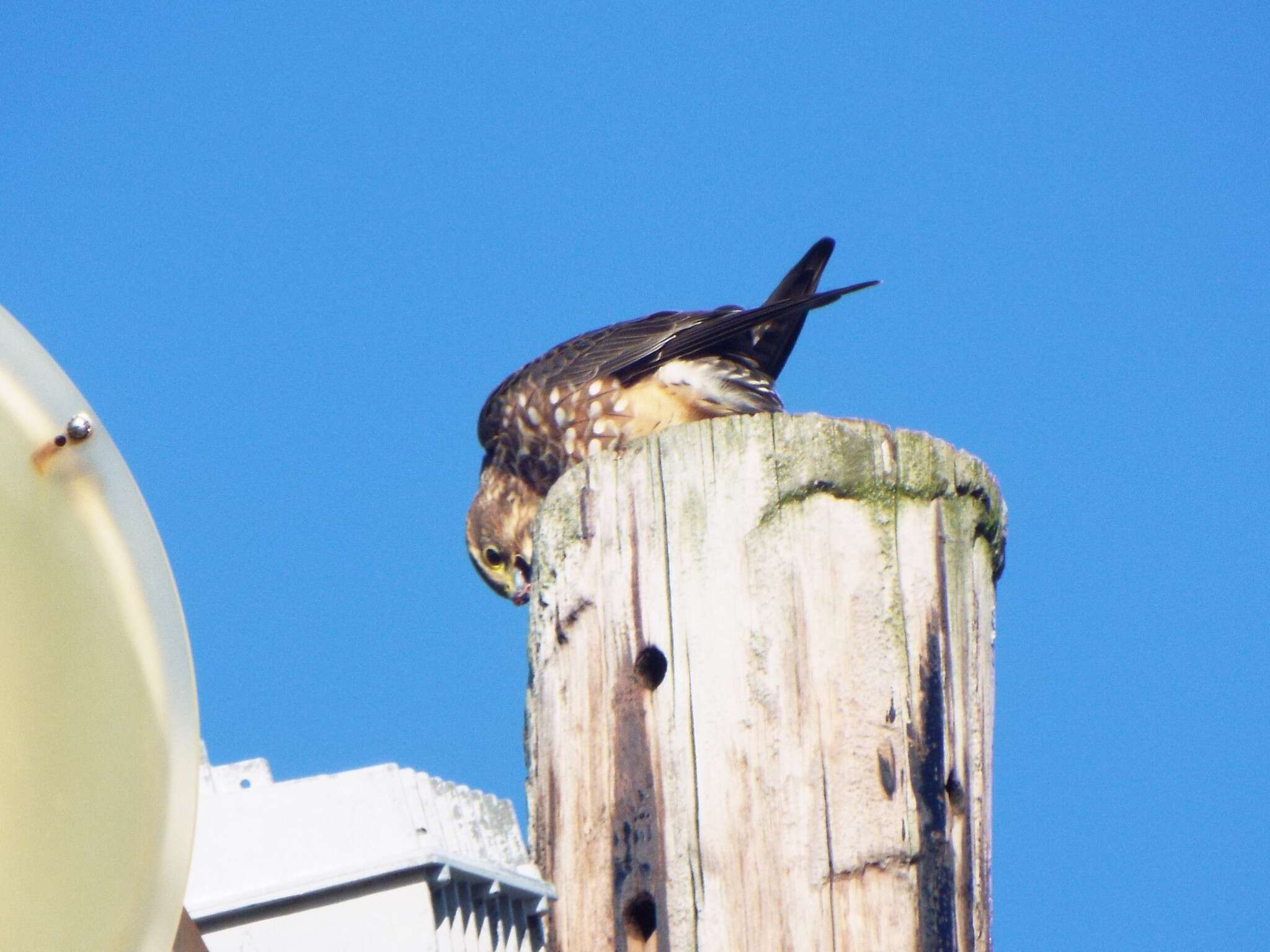 Image of Falco columbarius columbarius Linnaeus 1758