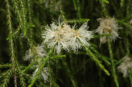 Image of Melaleuca irbyana R. T. Baker