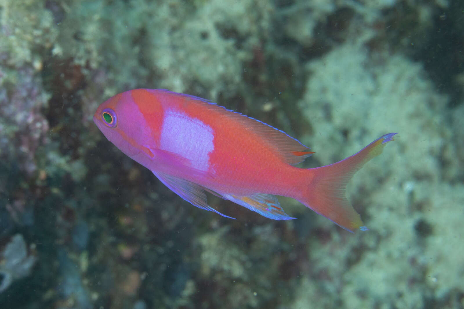 Image of Mirror Basslet