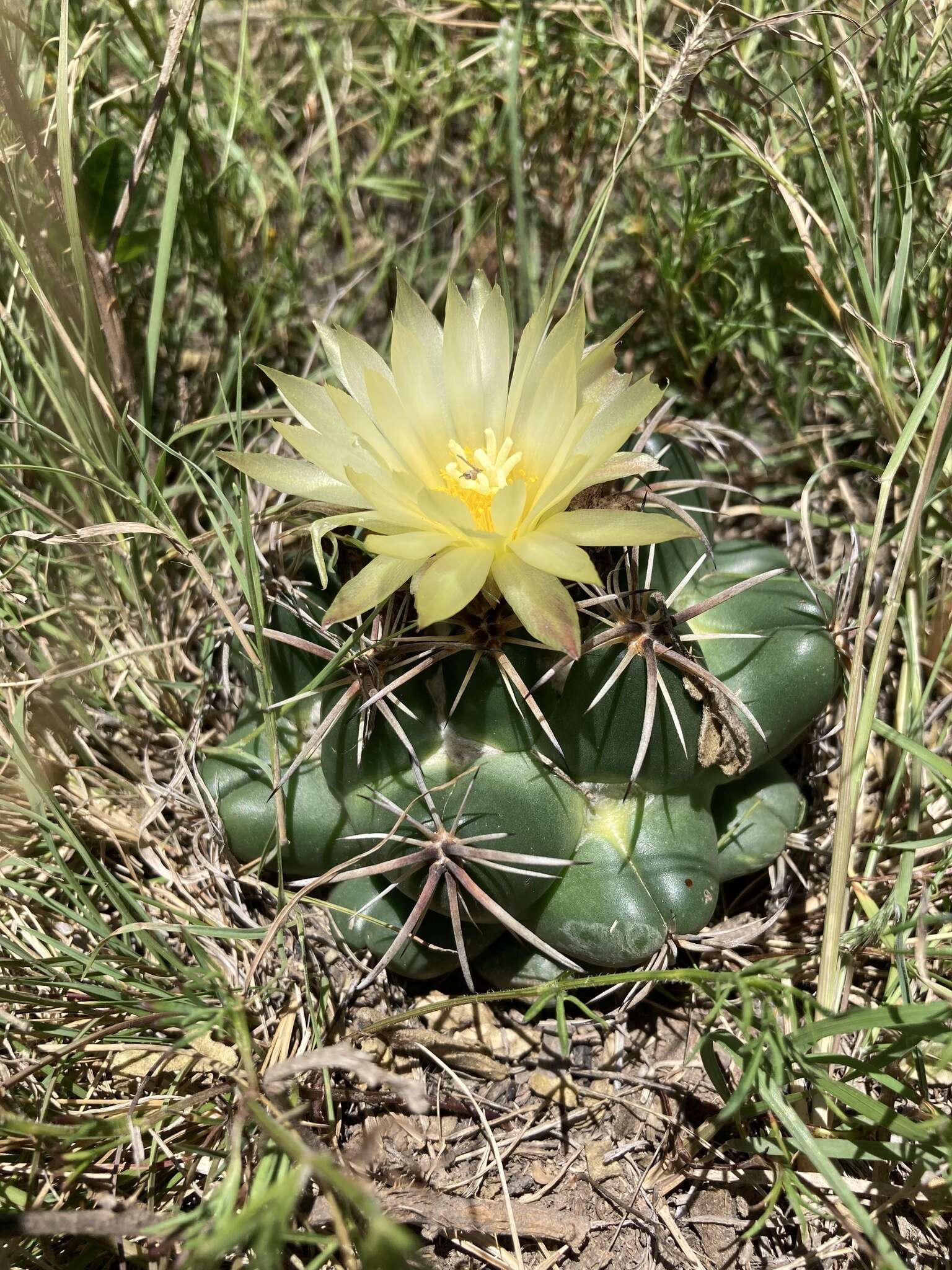 Image of Cactus