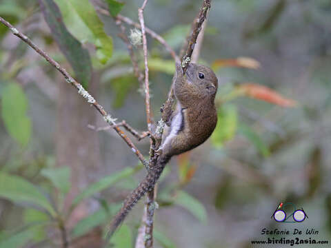 Callosciurus orestes (Thomas 1895)的圖片