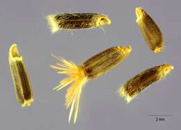 Amberboa moschata (L.) DC. resmi