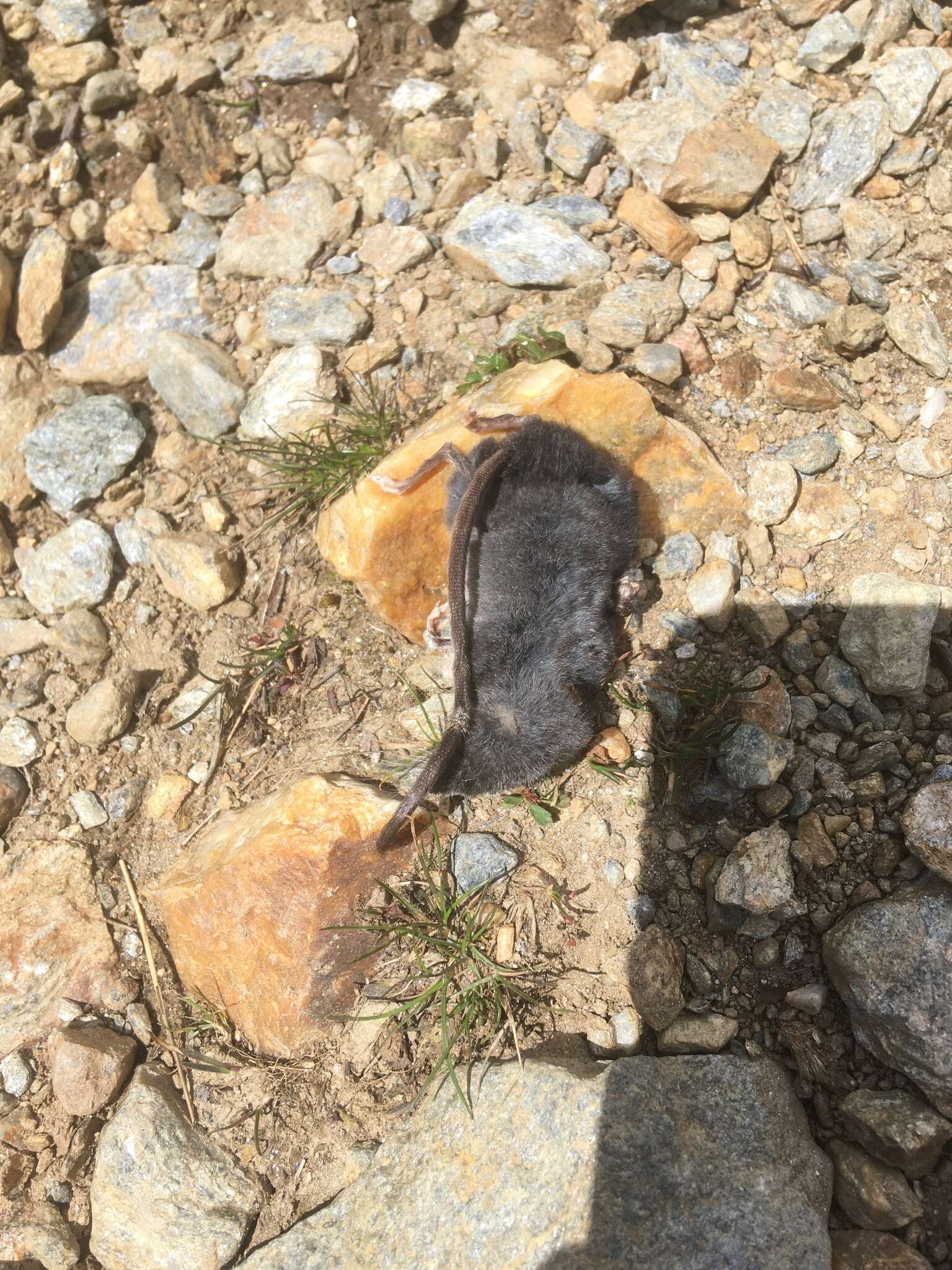 Image of Alpine Shrew