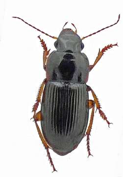 Image of Harpalus (Harpalus) latus (Linnaeus 1758)