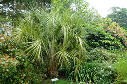 Image of South American jelly palm