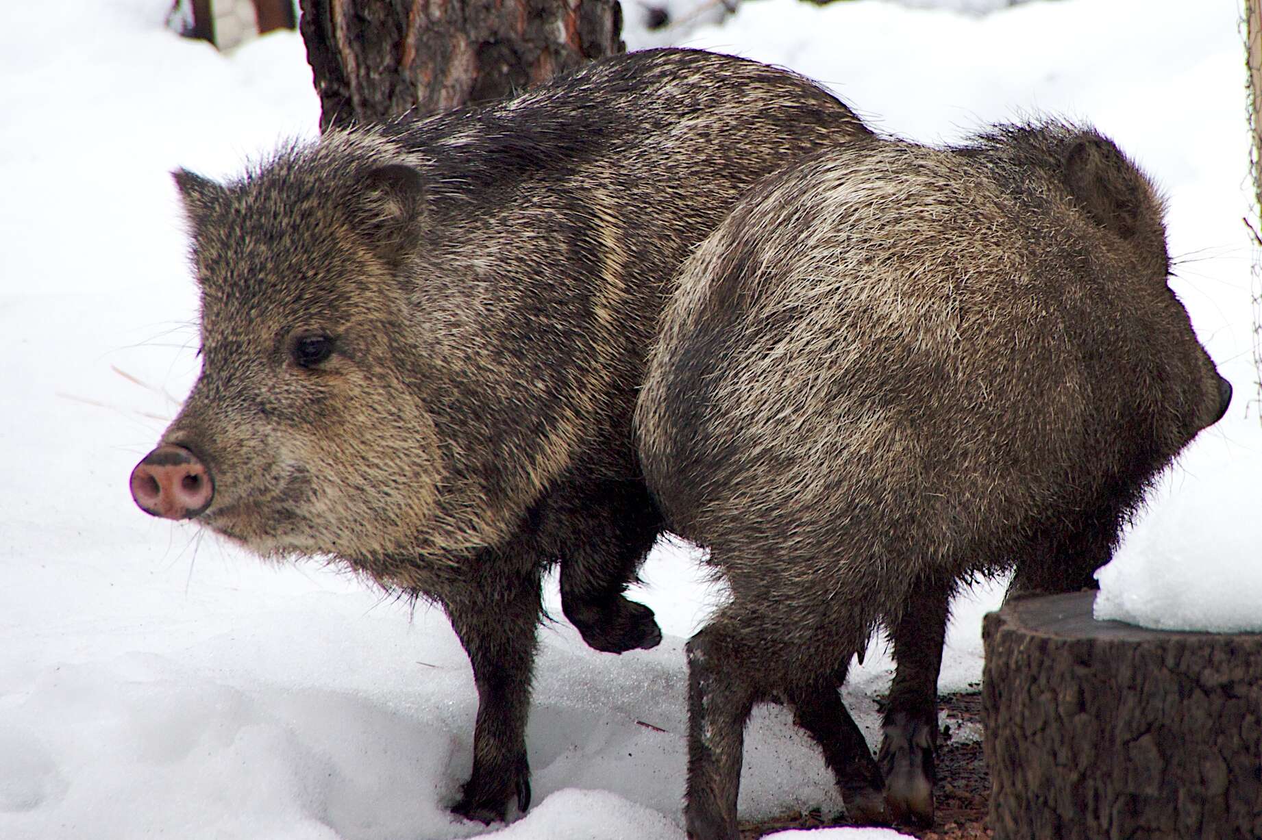 Image of peccaries