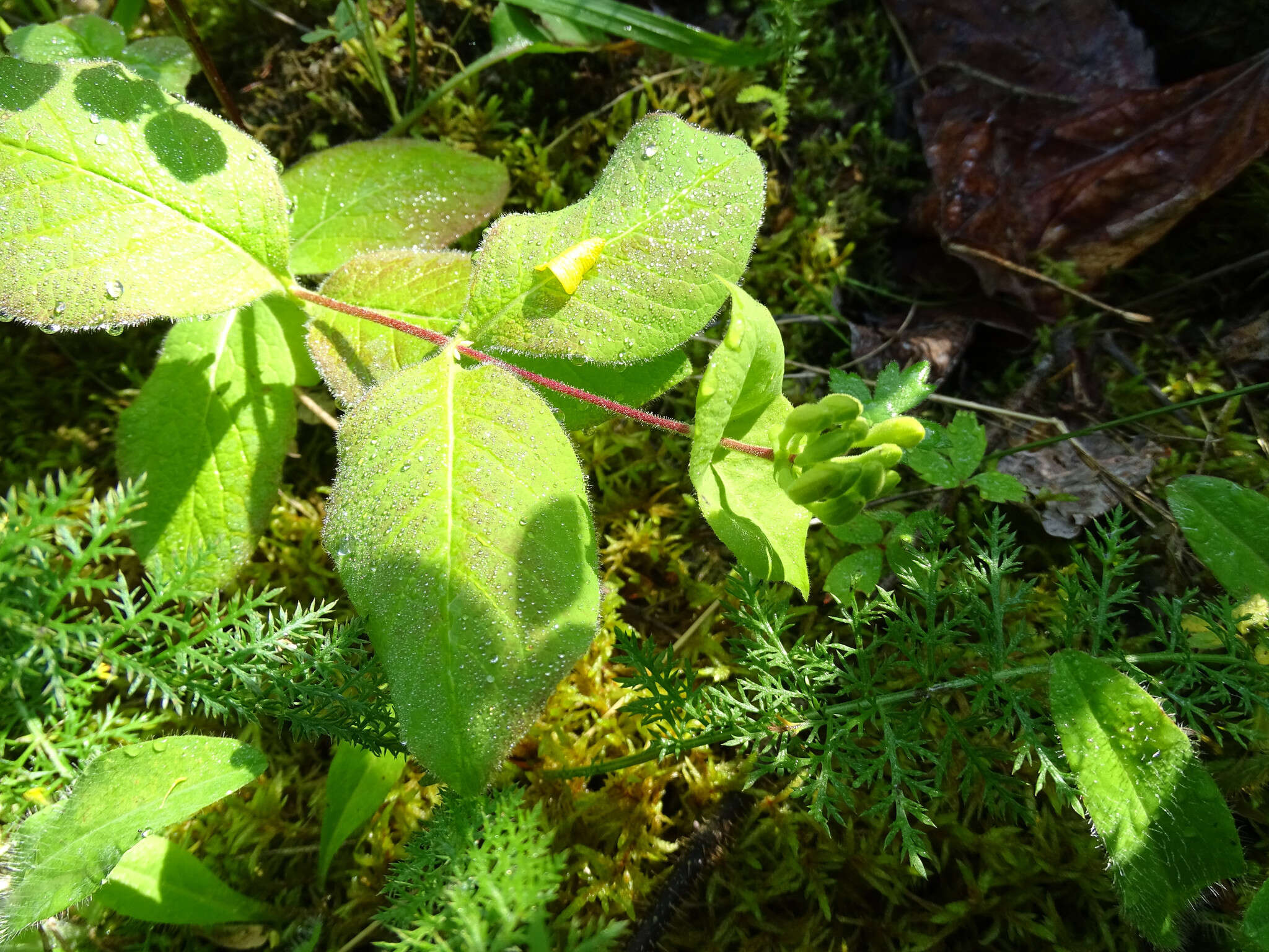 Imagem de Lonicera hirsuta Eat.