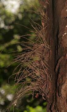 Image of Thamnomyces chordalis Fr.